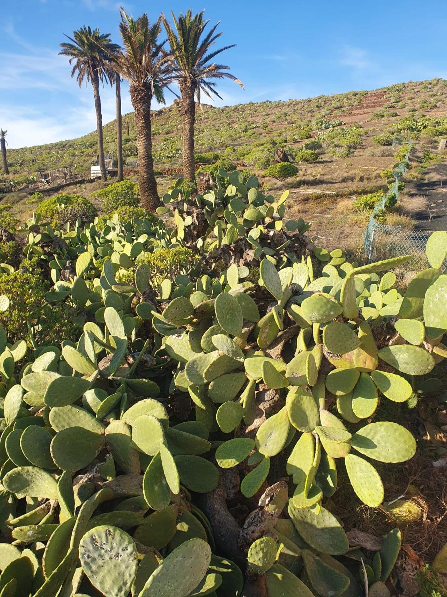 Casa La Tunera, Country House, Haria, Lanzarote エクステリア 写真